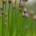Organic Chives Seed