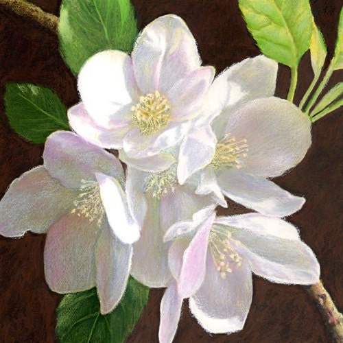 White Apple Blossom - Fine Art Print (10 x 10) plus border