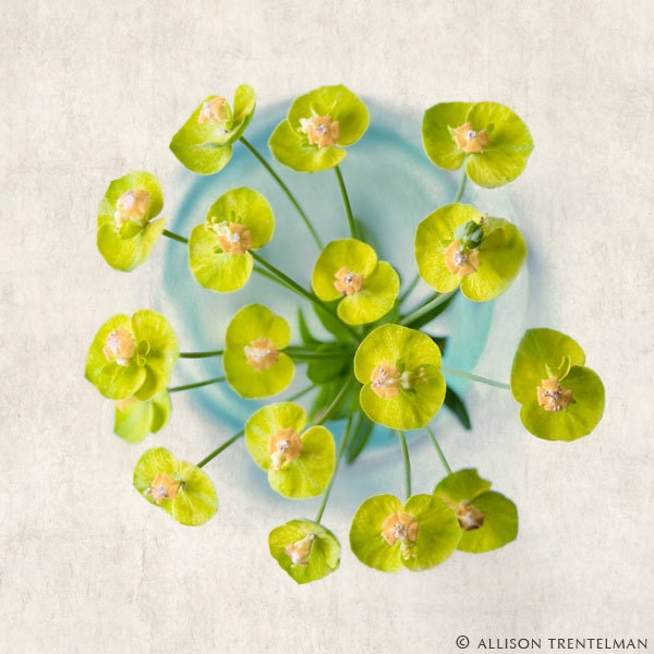 SALE - 7x7 Print - "Cypress Spurge No. 2" Fine Art Photography Print - Home Decor - Wall Art - Under 25