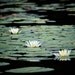 3 Lilies - 8x10 Fine Art Print