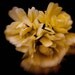 Yellow Flower - 8x10 Fine Art Print