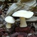 Cute set of 2 ceramic Button Mushrooms - handmade studio art pottery