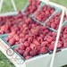 Fresh Picked Raspberries - 16x20 Fine Art Print - Fresh Fruit Original Wall Art - Red Raspberries