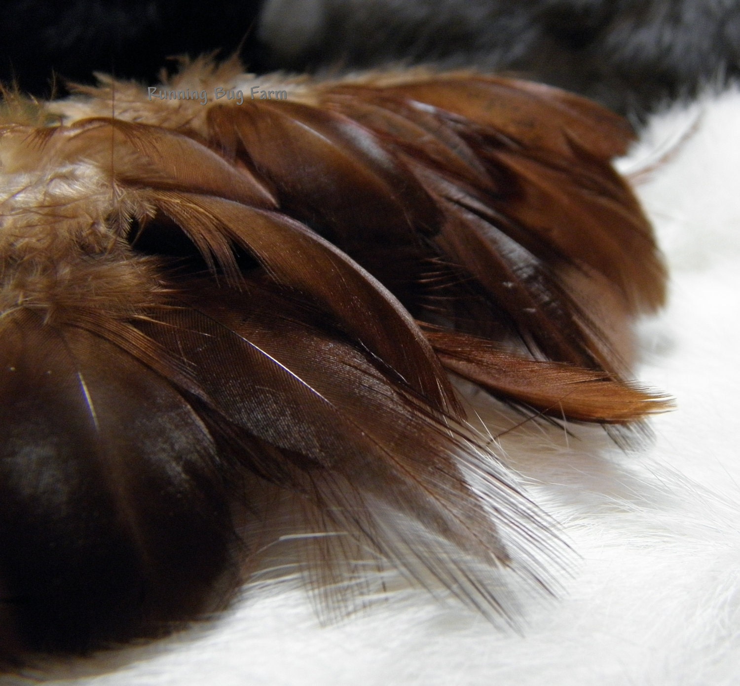 Feathers Brown Coachman Rhode Island Red Rooster & Hen Chicken Loose Assortment Organic Natural Feathers Free Range Pastured Birds