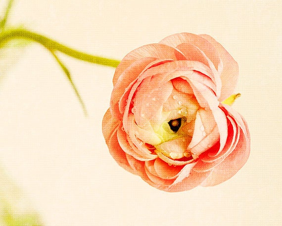 flower,ranunculus flower,peach and green,soft colors,fine art photo,shabby chic decor,cottage wall art,contemporary wall art