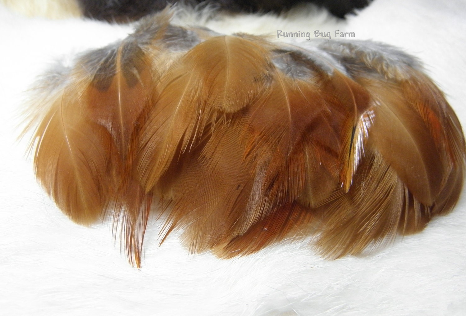 Hair Feather Supplies Buff Brahma Rooster Organic Natural Feathers Ginger Grey Free Range Pastured Birds