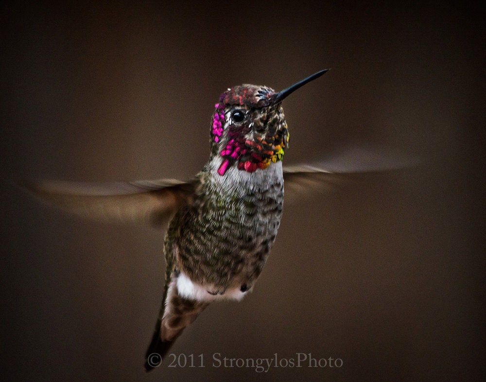 hummingbird portrait humming bird in flight, brown, green, bright pink, yellow feathers