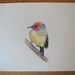 Lulu's Tody Tyrant Colored Pencil Sketch