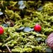 Tiny Forest - Fine Art Photograph - 5 foot wall print