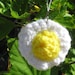 Sunny Side Up Egg Charm by PinkFrog4U on Etsy from etsy.com