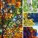 Summer 1 - fine art print note landscape tree forest