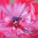 She stands alone -11x14 - Fine Art Print - Anenomie Original Wall Art - Red Flower