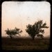 Windblown and Wise - 8x8 TTv Photo Print