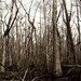 Lost in the Swamp - 8x12 Photo Print, Louisiana, Swamp, Bayou, Trees, Forest