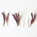 Flower Still LIfe / 8 x 12 Photo Print