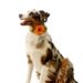 LAST ITEM: Tangerine Orange Citrus Blossom Collar Corsage for Dogs- Use in Weddings, Family Photos, Adoption Events, etc.
