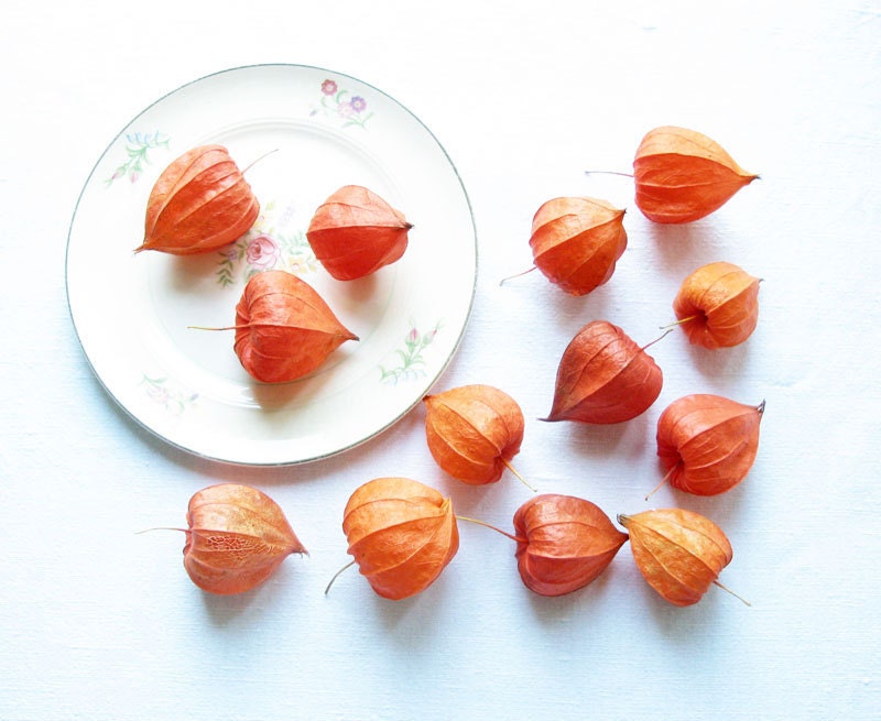 Orange Lanterns Natural Flowers on Etsy