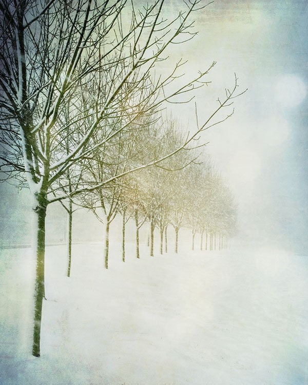 Snowy Winter Nature 8"x10" Fine Art Photograph. Affordable. Bare Trees During a Winter White Snow Storm.