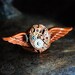 FIREBIRD Steampunk Ring by 19 Moons- Rare Rose Gold Watch Movement on Vintage Brass Phoenix Paratrooper Bird wings- Gorgeous Unisex Piece