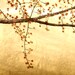 Apple Blossoms and Adobe - 8x10 Signed Fine Art Photograph, Birds, Trees