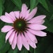 PURPLE CONEFLOWER, Echinacea, 100 seeds, perennial, medicinal, birds and butterflies