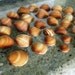 Cockle Sea Shells Seashells Florida Seashore Graduated Sizes Orange 33