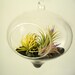 Retrofuturistic, glass globe terrarium kit, ionantha garden with black sand and accessories...