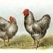 Biggle Poultry Hen Rooster Image Barred Plymouth Rocks Digital Download for Altered Art Mixed Media Printable Scrapbooking