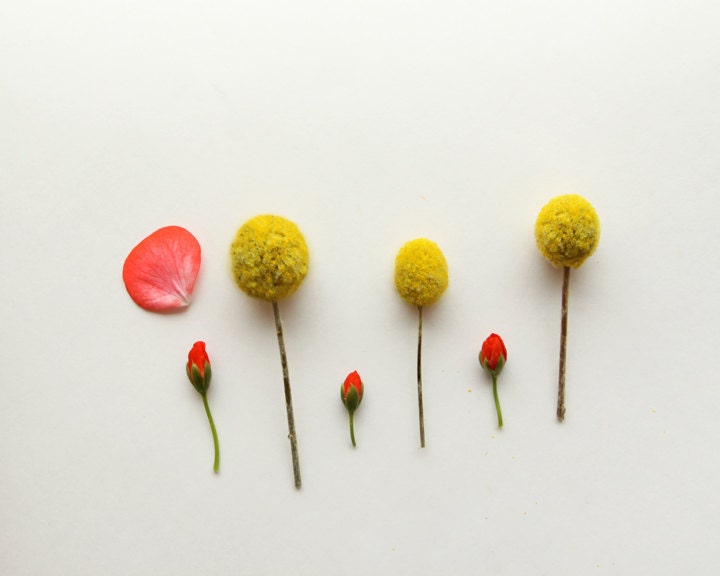 Modern Spring Botanical 8x10 Archival Photograph
