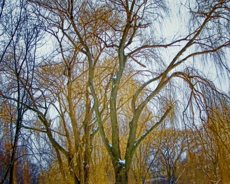 Blue Winter Bliss of the Weeping Willow Tree - Digital Art Photography on Metallic Paper