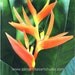Heliconia 8x10 Print