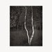 Split Birch Tree - 5x7 Black and White Photo matted to 8x10 - Ready to Frame