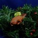 Xmas Beaver Ornament with Tree Tush - Handmade Christmas Decoration