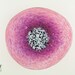 Blown Glass Wall Art Fuchsia Pink Poppy Flower Wall Decor Blown Glass Wall Art Fuchsia Pink Poppy Flower Wall Decor