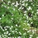 FORGET ME NOTS, 200 seeds,biennial, blooms in spring, good for shady places, mixed colors