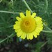 Margarite, Dyer's chamomile, 150 seeds, perennial, sunny yellow