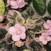 African Violet, live plant, PINK DOVE, miniature, NEW lower price