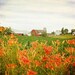 Springtime Farm - FINE ART PHOTOGRAPHY 5x7 Unmatted Print