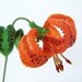 Turk's Cap Lily