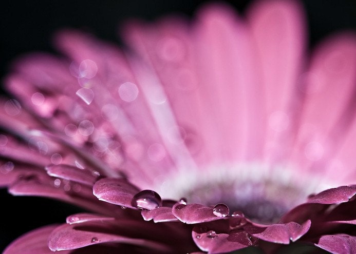 Mothers Day Spring Pink black rain water drops women flower colorful vivid sparkles sparkly - Drops of Love 2 - Fine Art Photography Print
