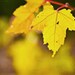Mothers Day women Autumn Fall harvest under 50 for men mustard yellow leaves brown texture photo photograph - Fine Art Photography Print