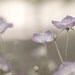 Spring Ready to Ship Shabby chic lavender plum for her women light purple faded pale romantic soft flowers - Fine Art Photography