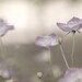 Spring Mothers Day women for her Shabby chic romantic soft pale faded lavender plum Flowers purple green - Fine Art Photography