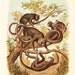 Monkeys of the Americas, Antique Chromolithograph, 1892, New World Monkeys