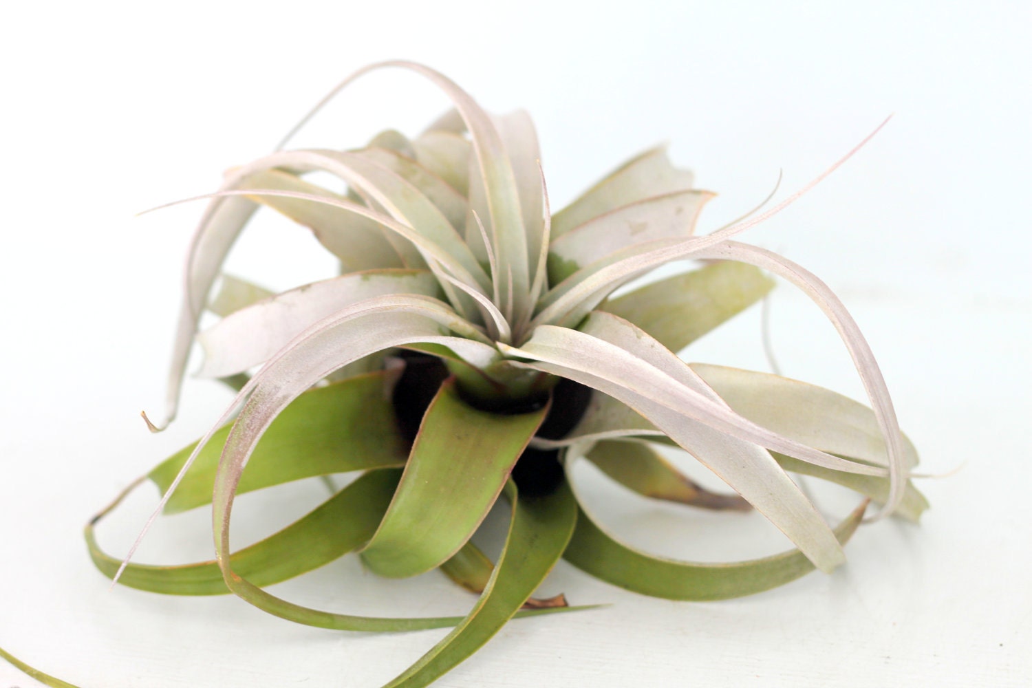 Xerographica Xcellently Xawesome