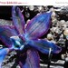 ON SALE labradorite orchid necklace Brazilian jewelry by BeijoFlor ON SALE labradorite orchid necklace Brazilian jewelry by BeijoFlor