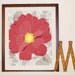 Pink Peony Art Print, 11 x 14, Unframed (mix with "Flower Garden" print series)