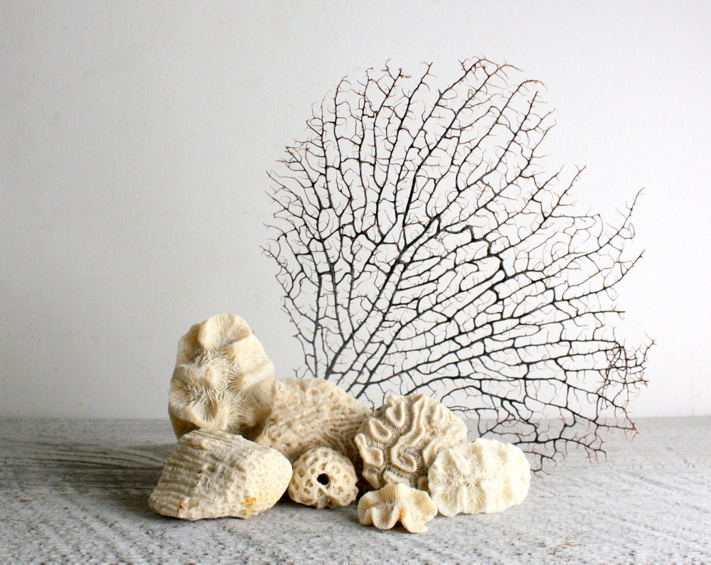 Vintage Coral Pieces - Instant Collection