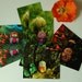 owl cards - sampler pack set of 8