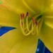 Petal Pushers Blank Note Cards $16